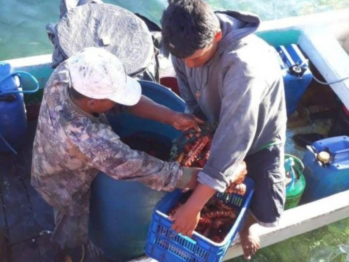 Buzo hondureño muere en pesca ilegal de pepino de mar