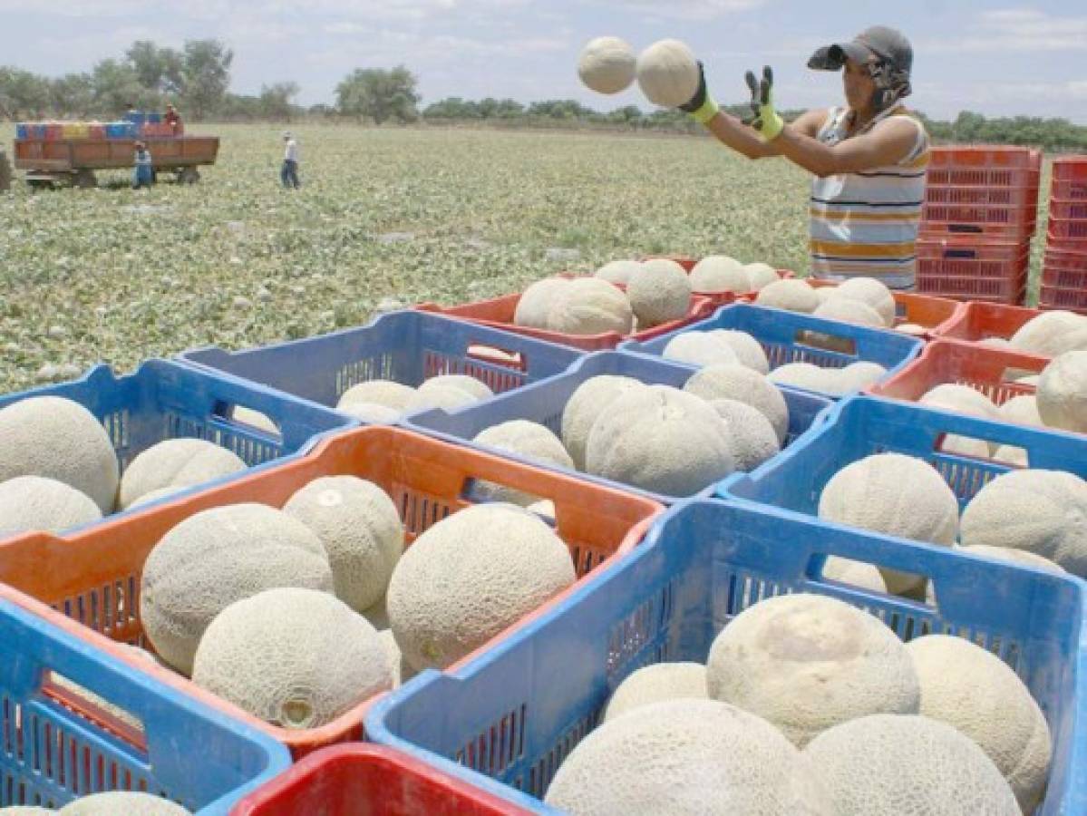 Honduras: Cinco millones de dólares dejará exportación de melón al mercado japonés