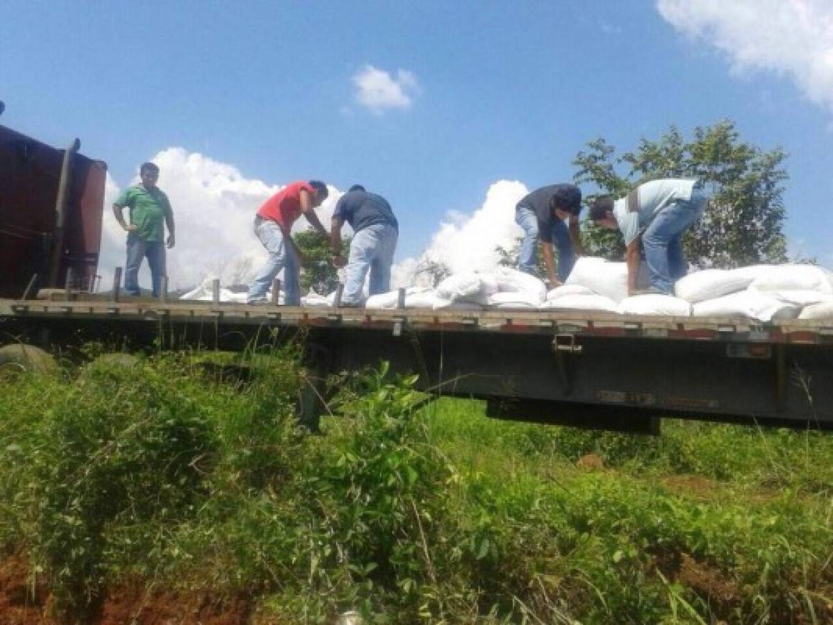 Entierran frijoles etíopes en Honduras