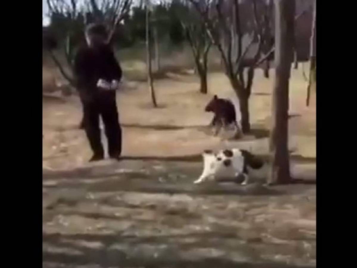 VÍDEO: Manada de gatos ataca a anciano y su perro en China