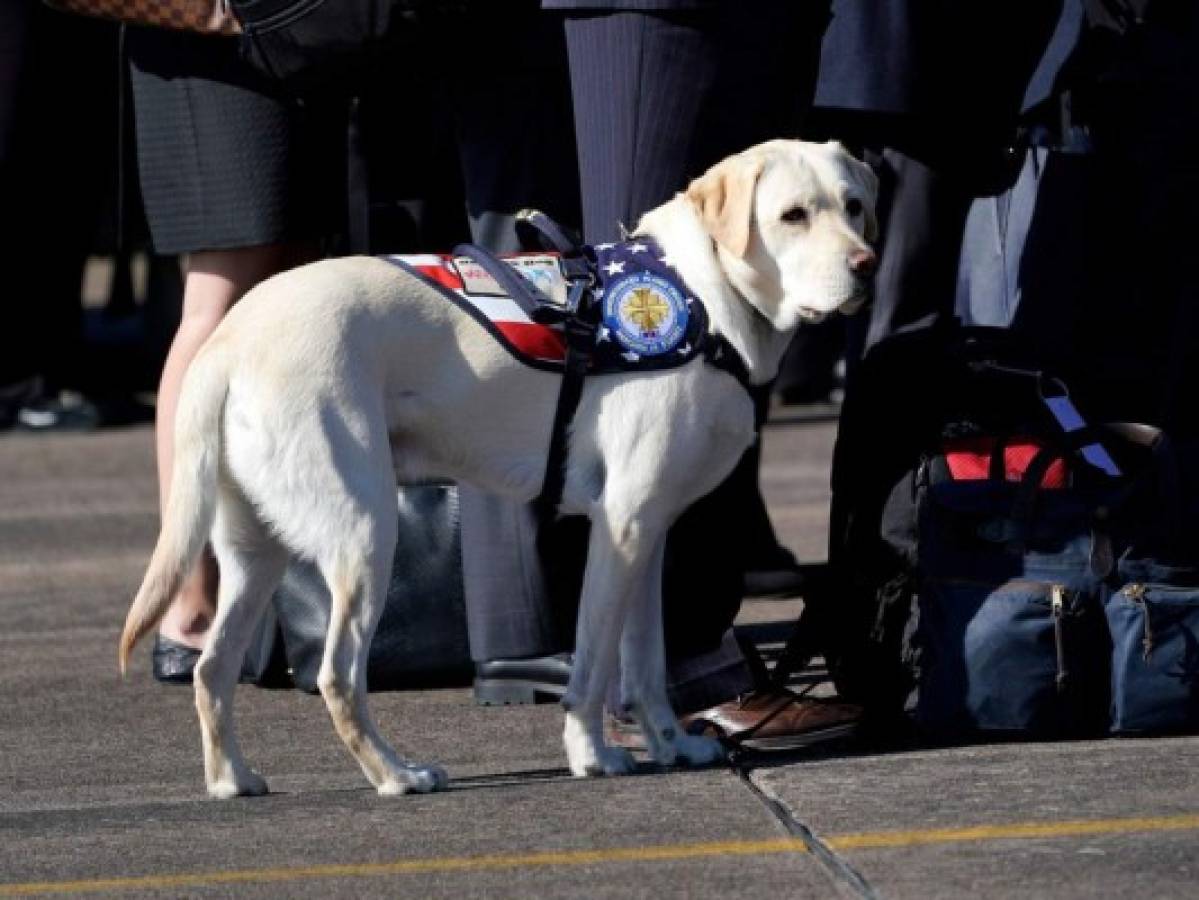 Sully, el perro fiel que se negó a alejarse del ataúd de George H.W. Bush