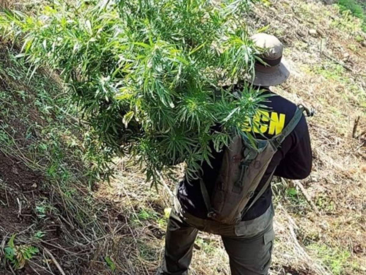 Un agente de la DLCN carga uno de los arbustos de marihuana hallados en la plantación para su posterior decomiso.