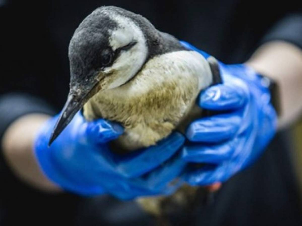 La muerte inexplicable de miles de aves marinas preocupa a Holanda