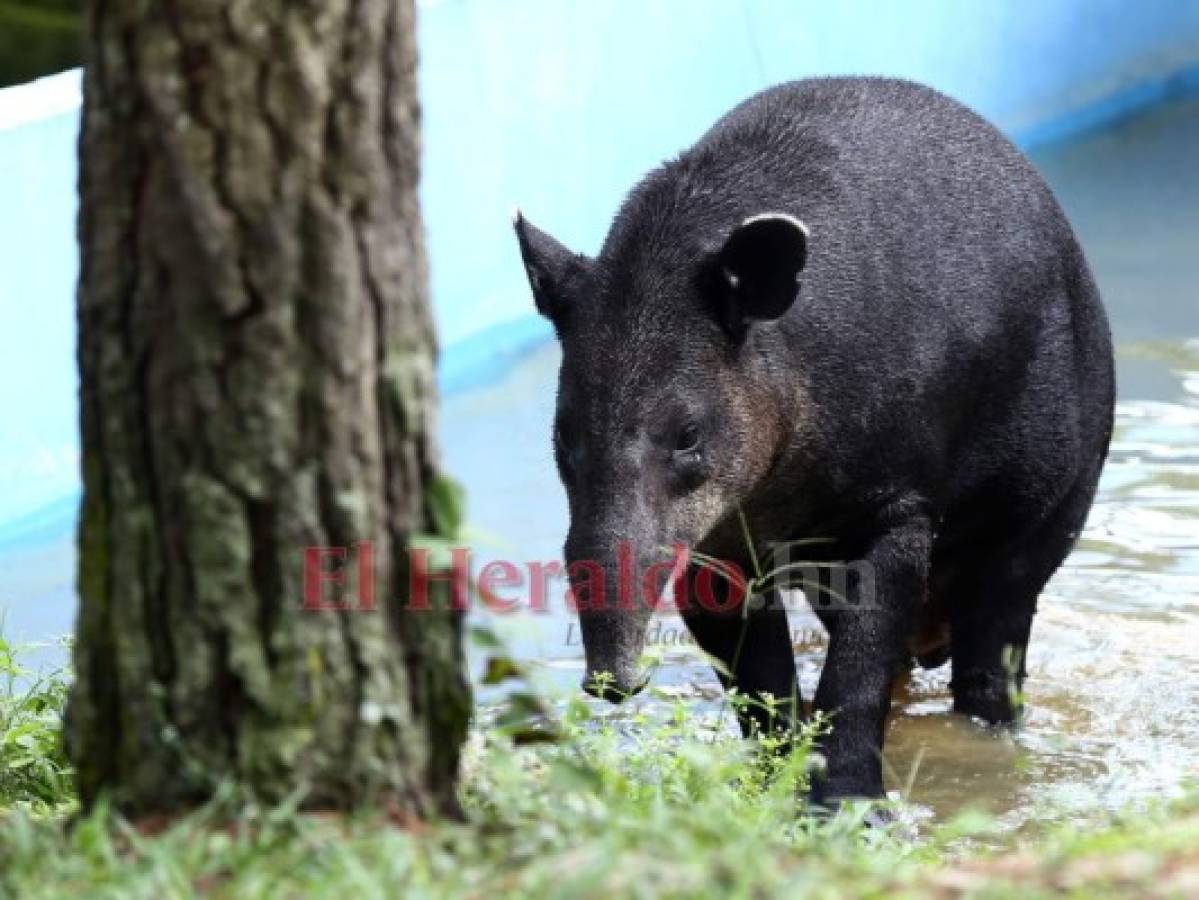 Recorriendo el zoológico Rosy Walther: Bruno, el tapir más codiciado