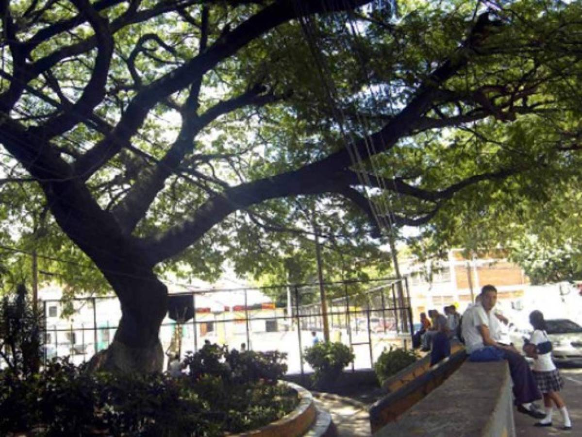 Dos frondosos guanacastes son declarados Árboles Históricos