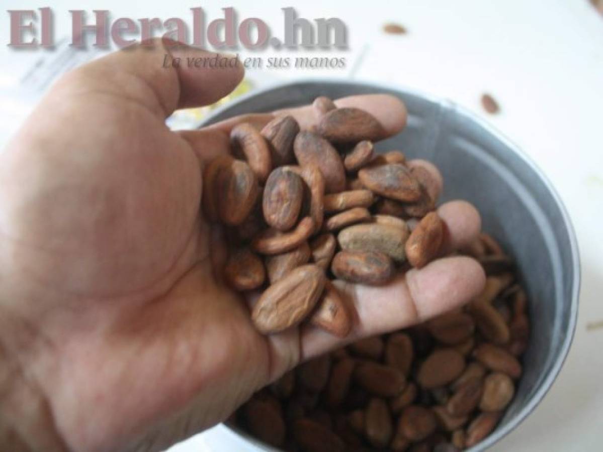 Exportación de cacao hondureño rozará los 6 millones de dólares