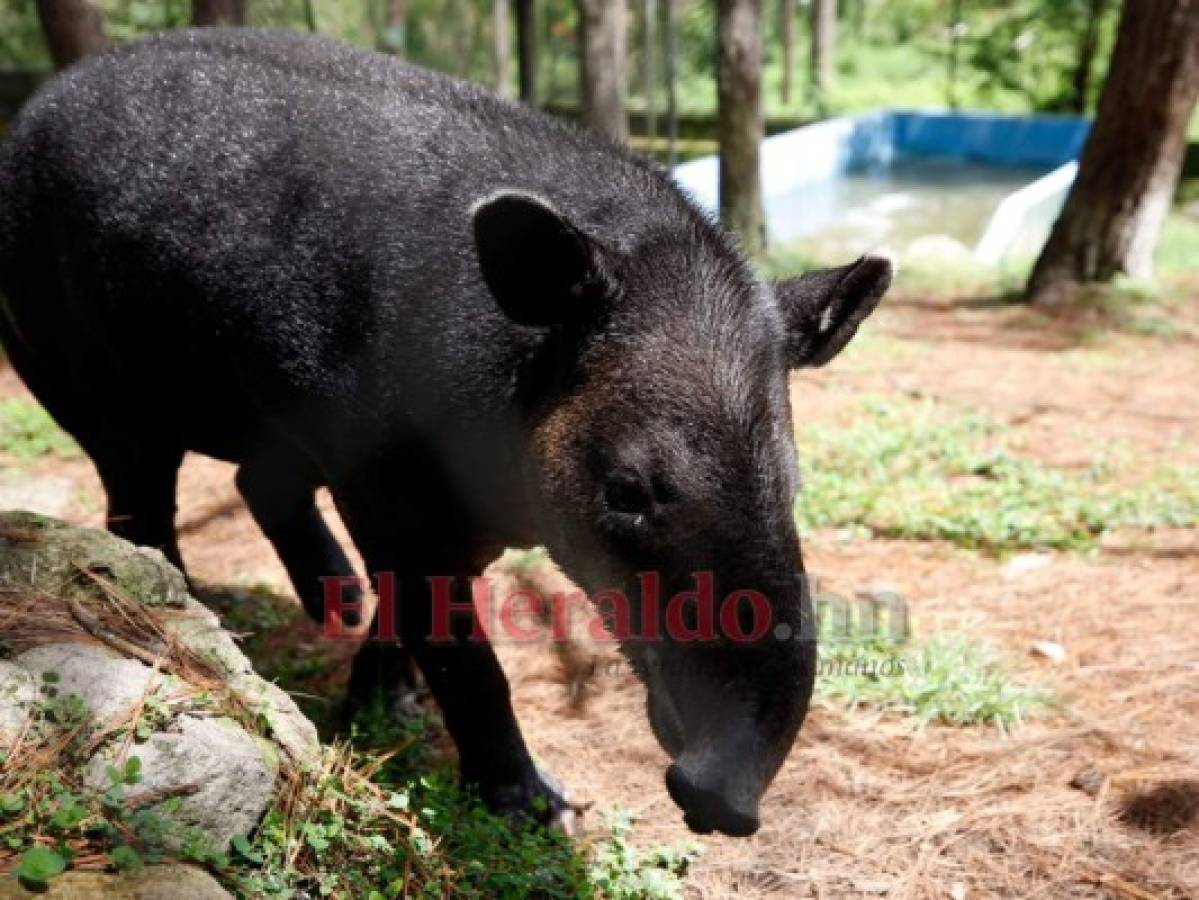 Recorriendo el zoológico Rosy Walther: Bruno, el tapir más codiciado