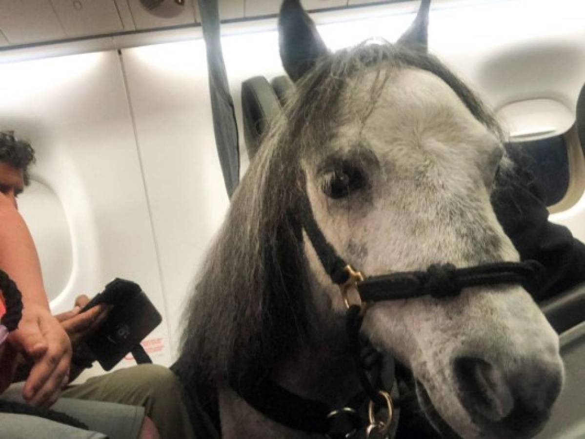 Mujer viajó con su caballo en miniatura en cabina del avión en EEUU