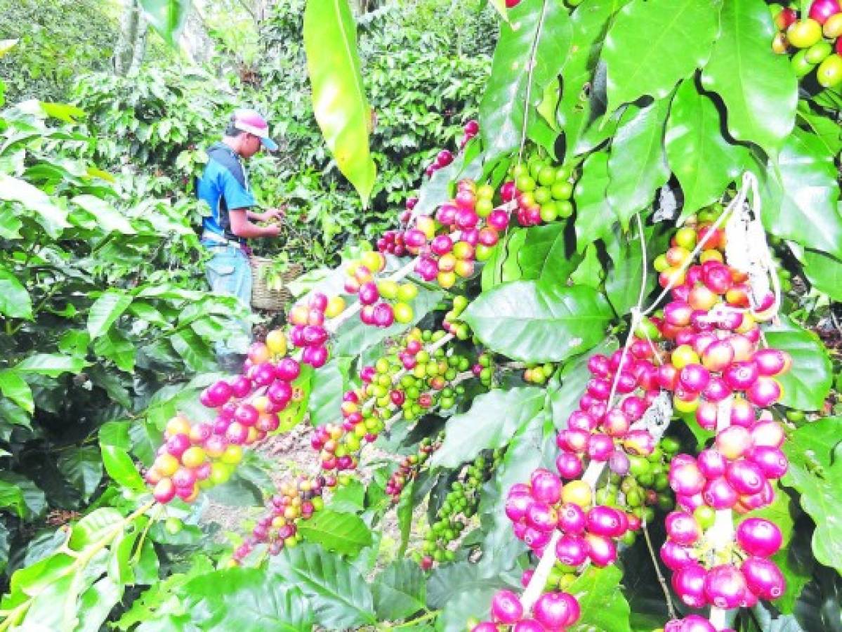 Registran atrasos en las exportaciones de café de Honduras en 2017