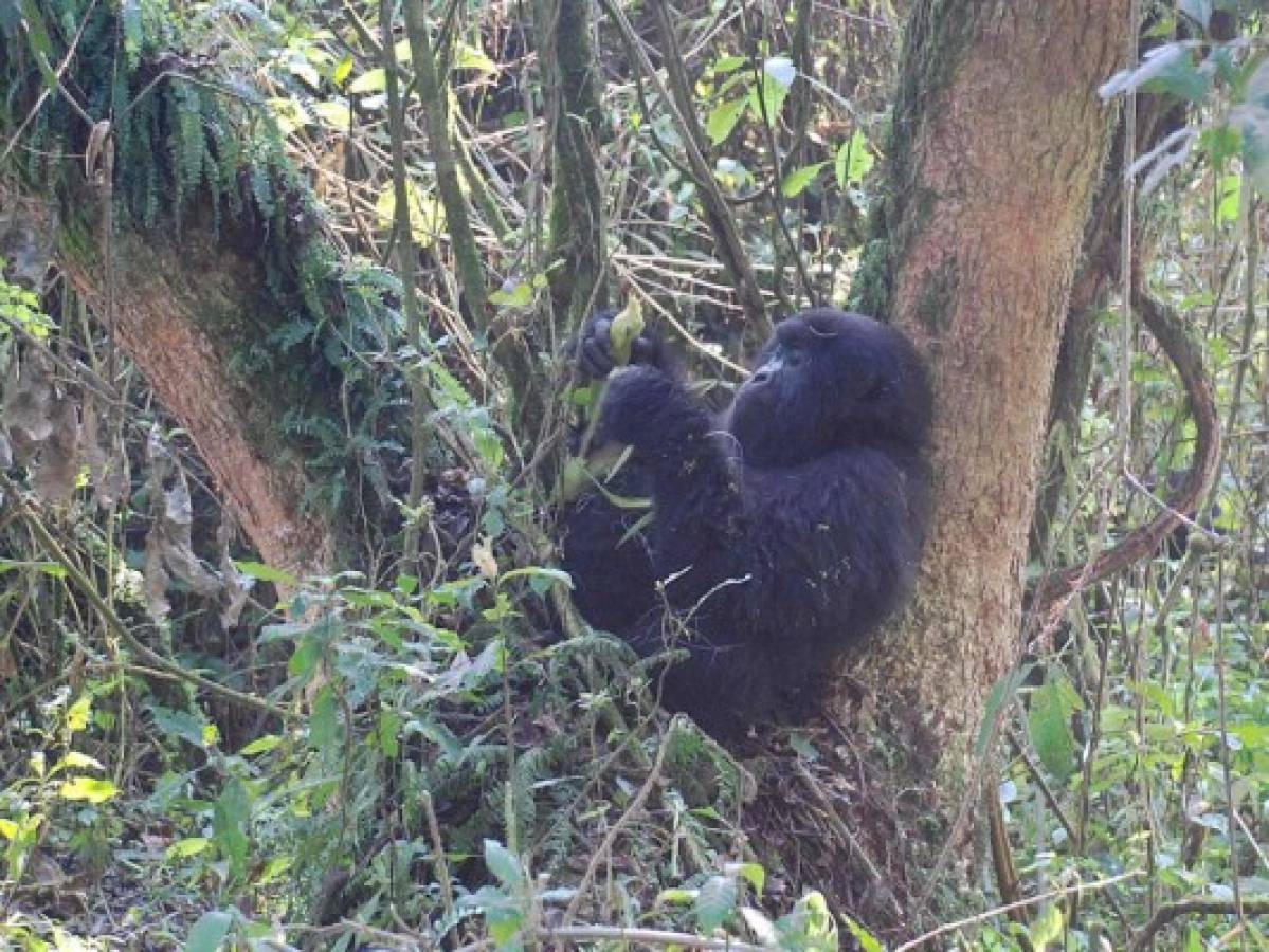 El gorila más grande del mundo está en 'inminente peligro'