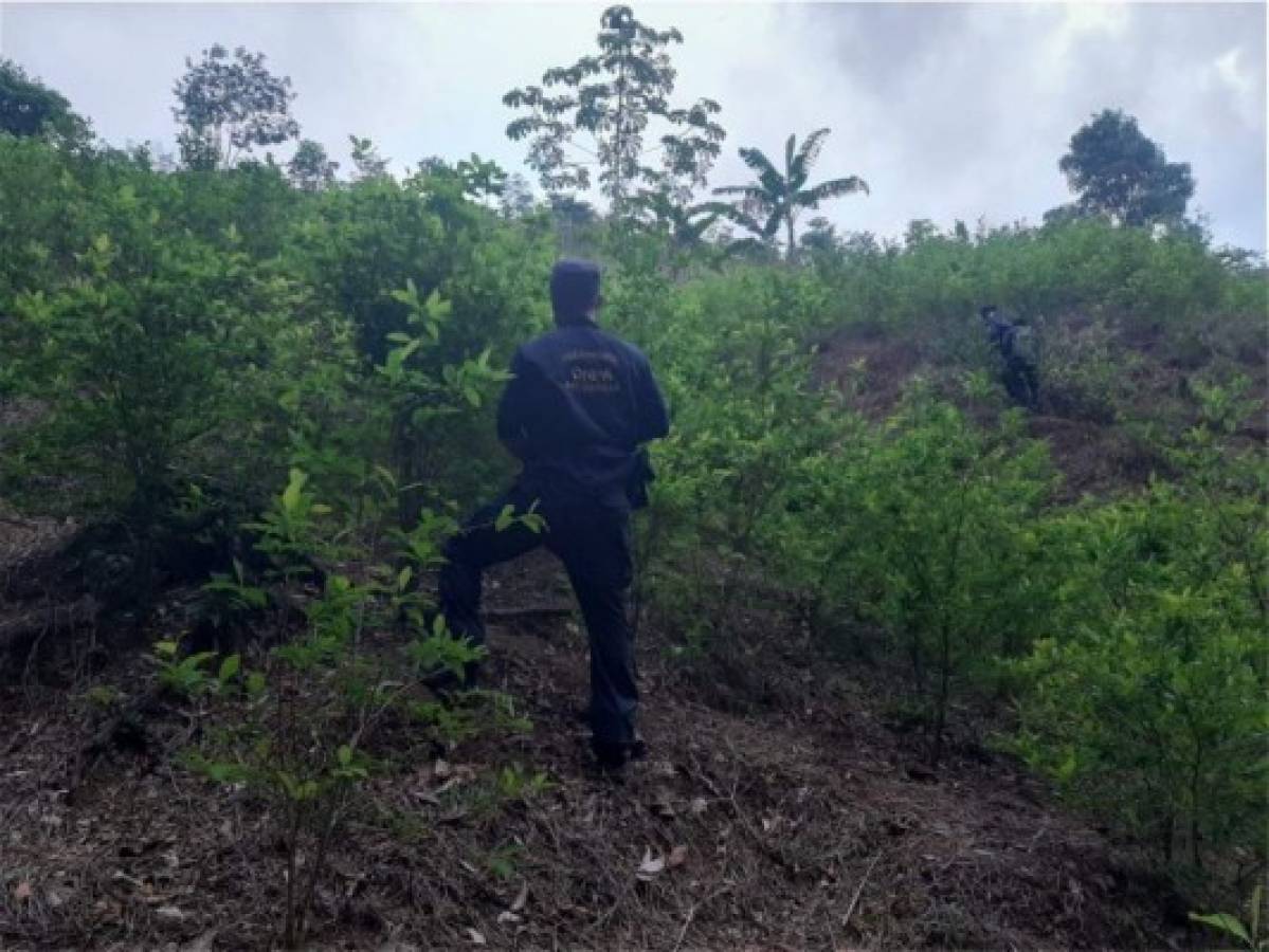 Hallan narcolaboratorio y plantación con más de 30 mil arbustos de coca en Colón