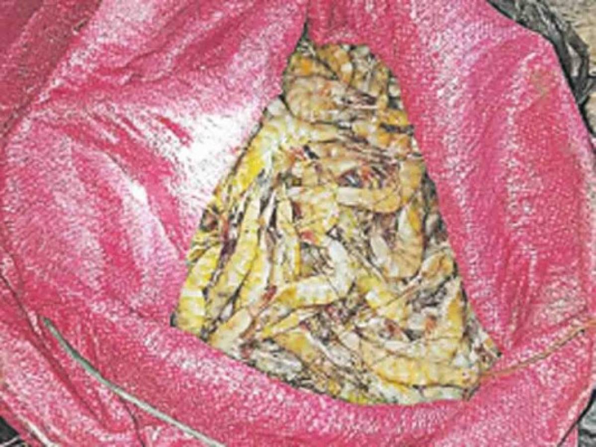 Este camarón robado en Namasigüe fue decomisado por la Policía.
