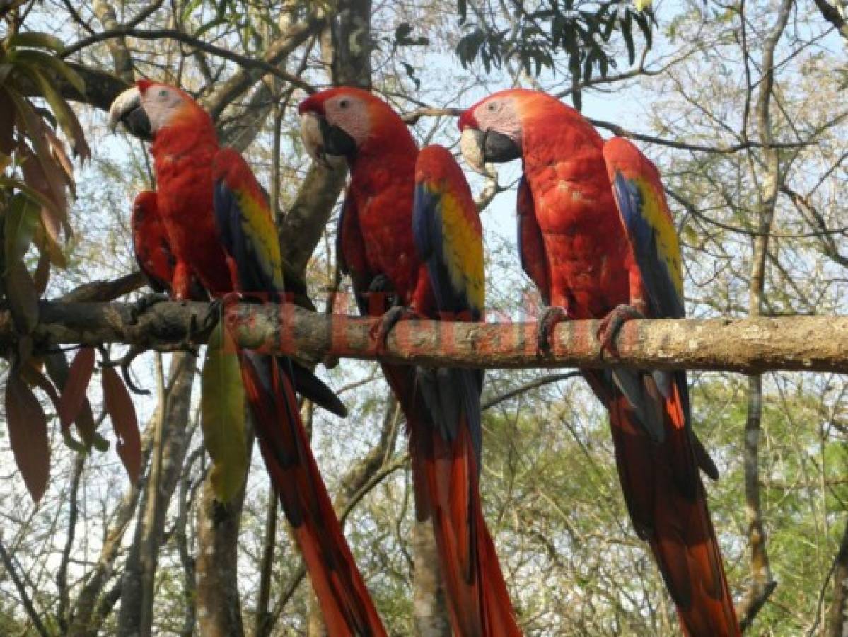 Una caminata por Ruinas de Copán en Honduras y una mirada a Copán Imperial