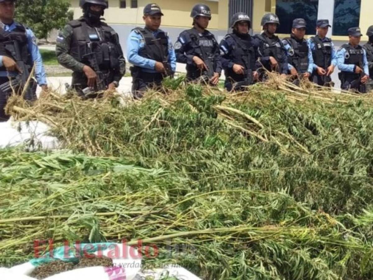 Detienen a hombre por sembrar 1,500 plantas de marihuana en Comayagua