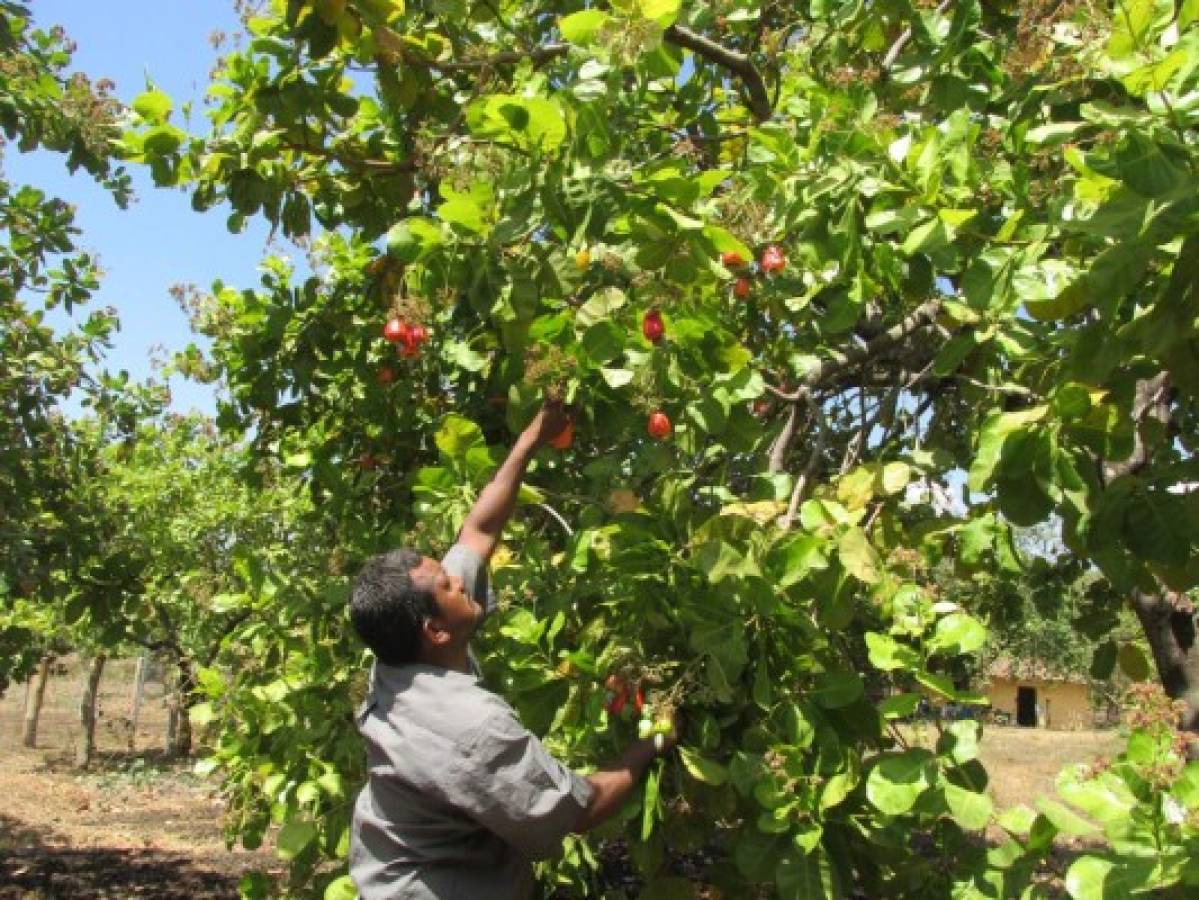 Honduras prevé aprovechar potencial del marañón