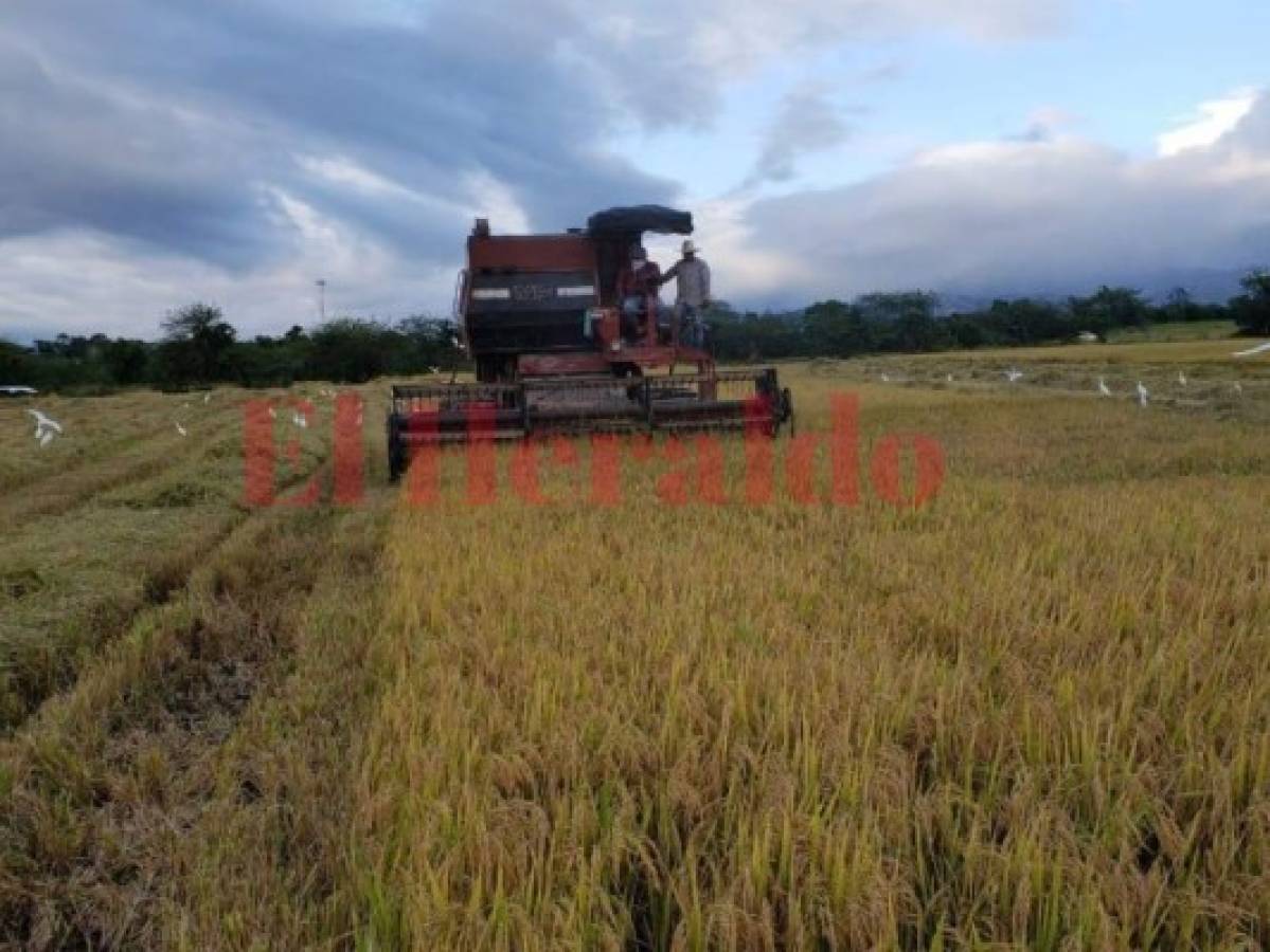 Inicia la cosecha de arroz en municipios de Comayagua