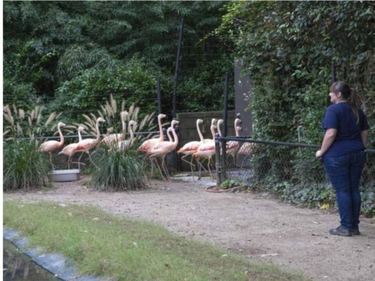 Zoológico protege animales antes de la llegada del huracán Florence  