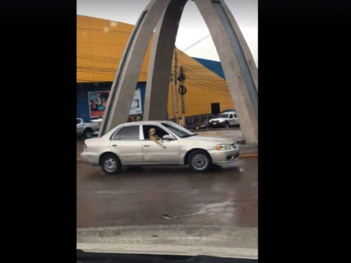 Vídeo: Perro copiloto ayuda a pedir la pasada a su amo en el tráfico de la capital de Honduras
