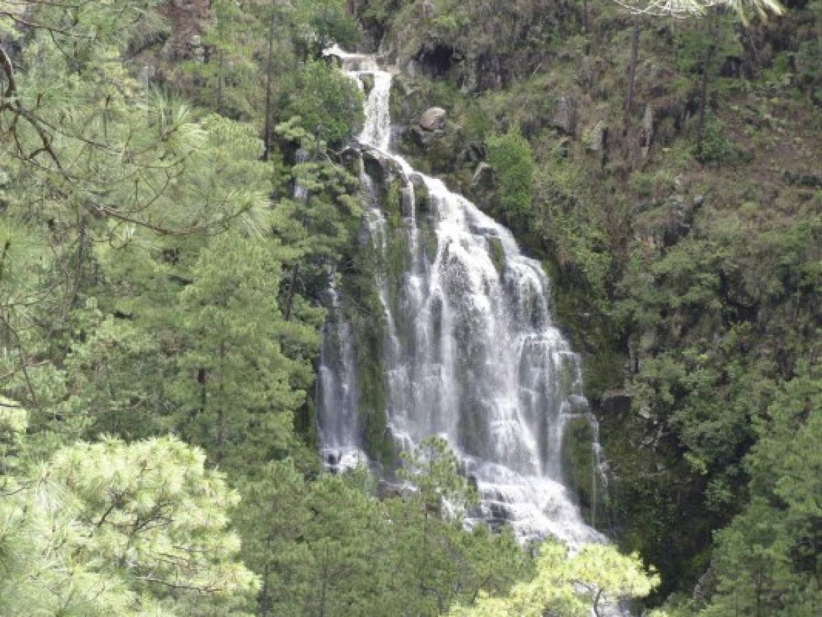 Panacoma, la joya forestal del departamento de Comayagua