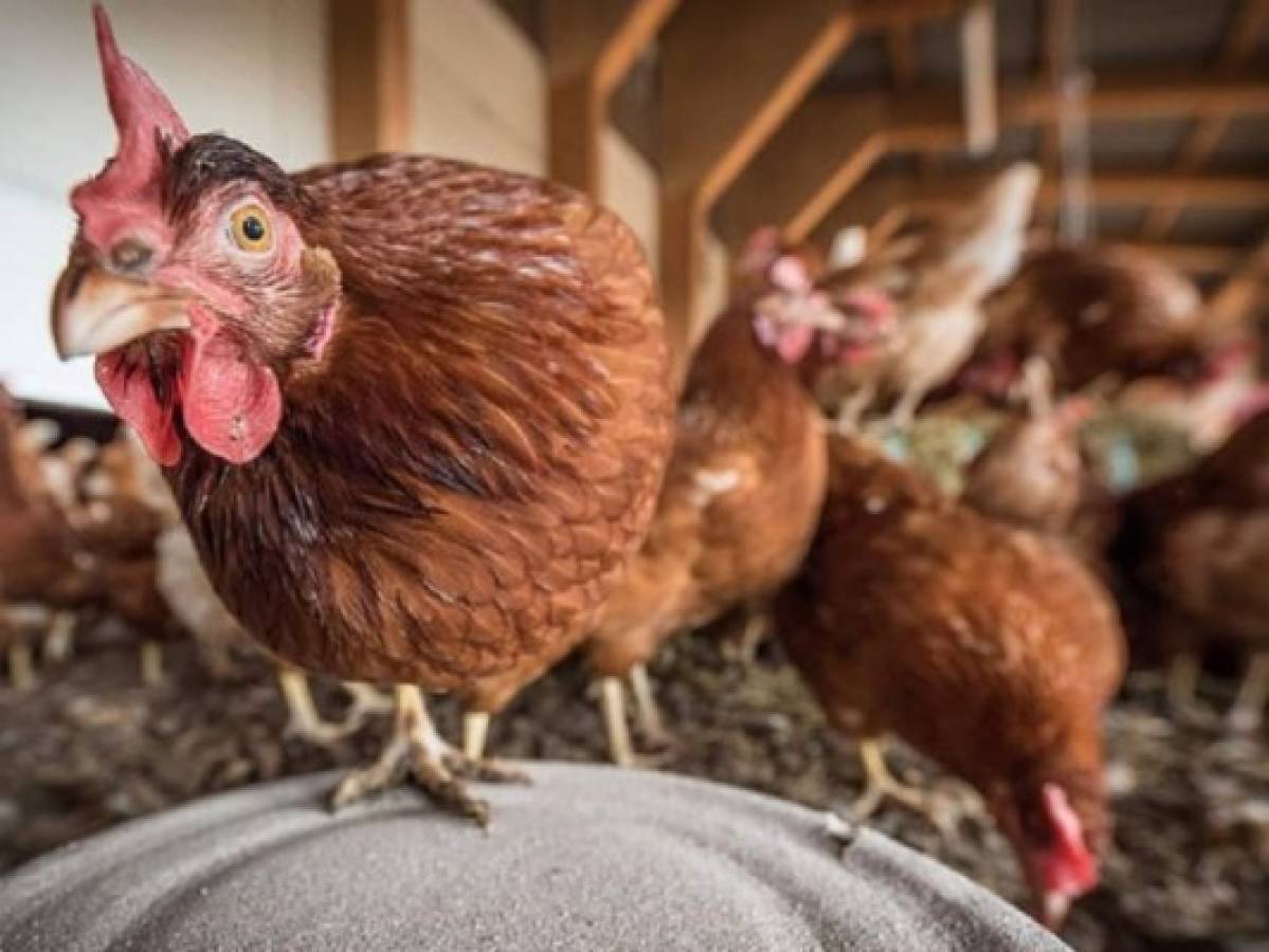 Sacrifican 25.000 aves de corral tras un primer foco de gripe aviaria en Dinamarca  