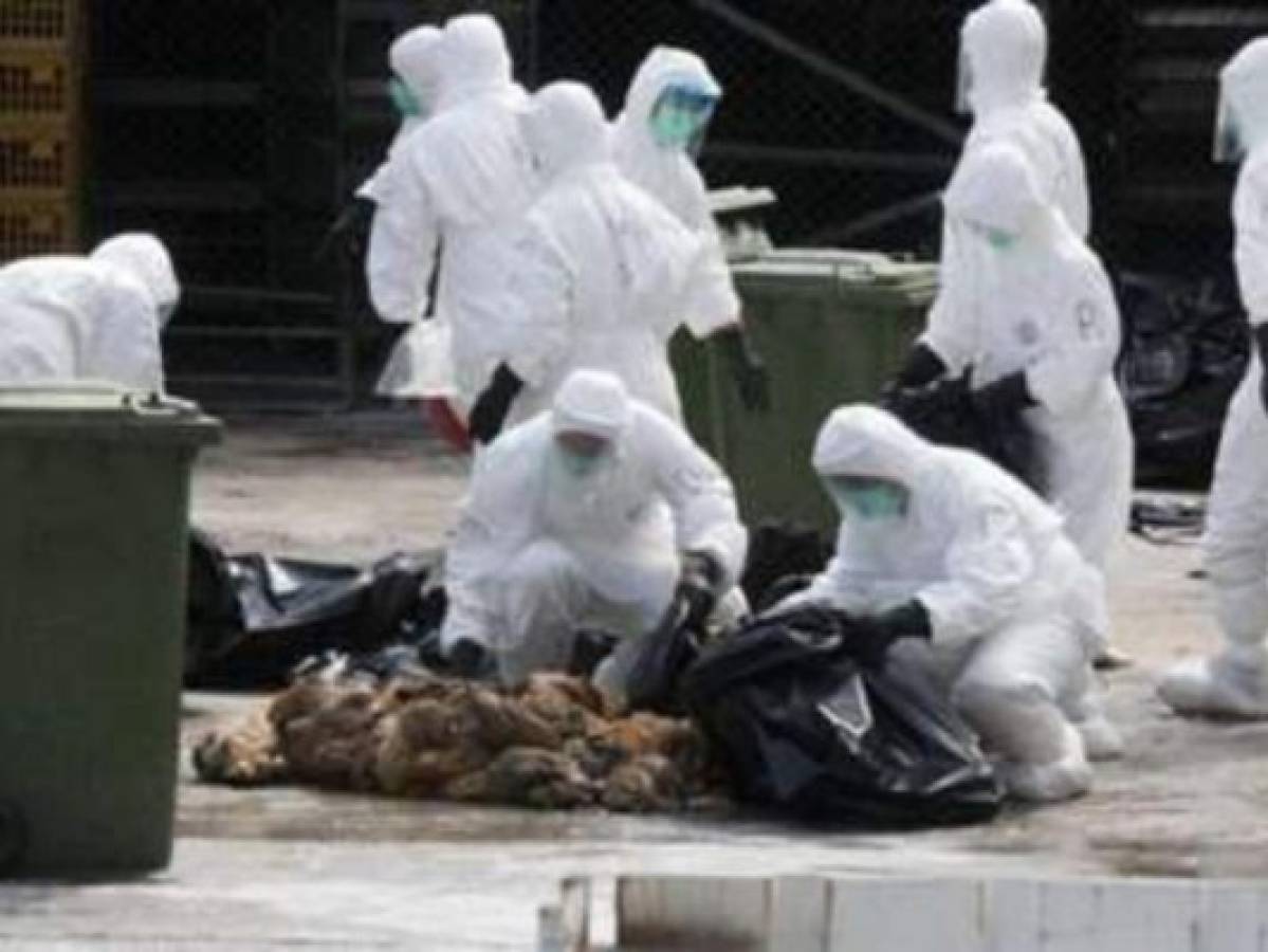 Rusia detectó el primer caso en humanos de cepa H5N8 de gripe aviar
