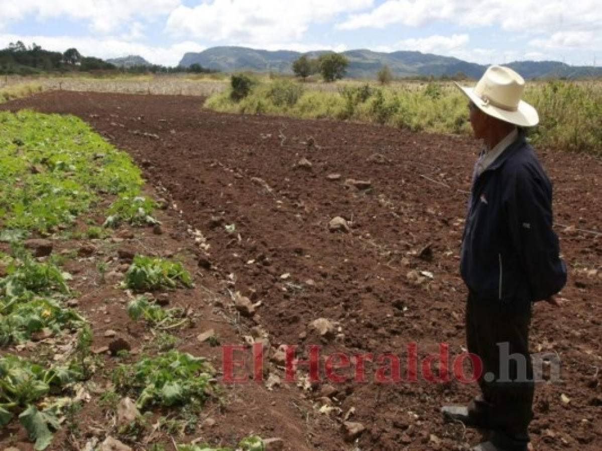 Productores están preocupados por la falta de lluvias en Honduras