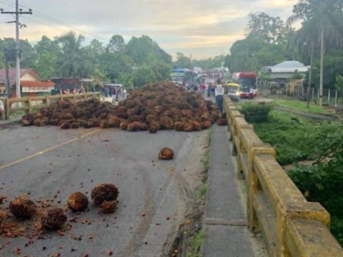 Con palma africana, productores bloquean carretera entre El Progreso y Tela