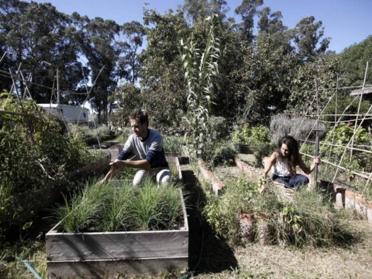 La ciudad argentina que se llenó de arboles frutales