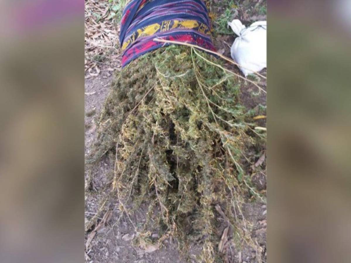 Fusina decomisó 760 plantas de supuesta marihuana en Tocoa, Colón