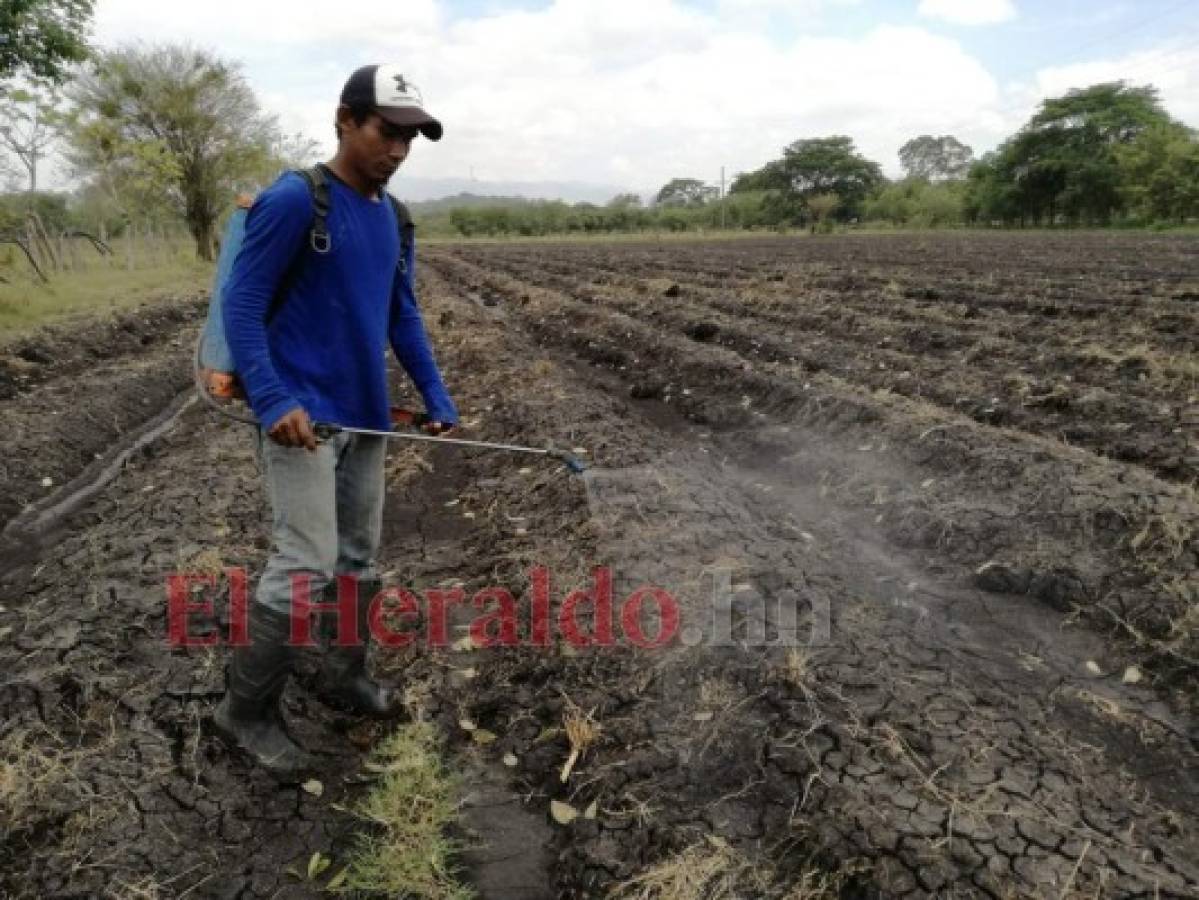 Productores de Alauca se declaran en crisis por sequía prolongada