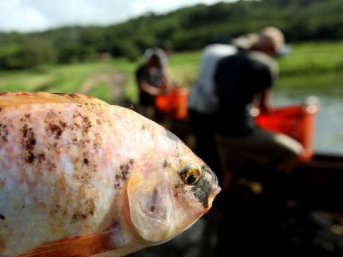Honduras y productores buscan potenciar los rubros de la sal, camarón y tilapia