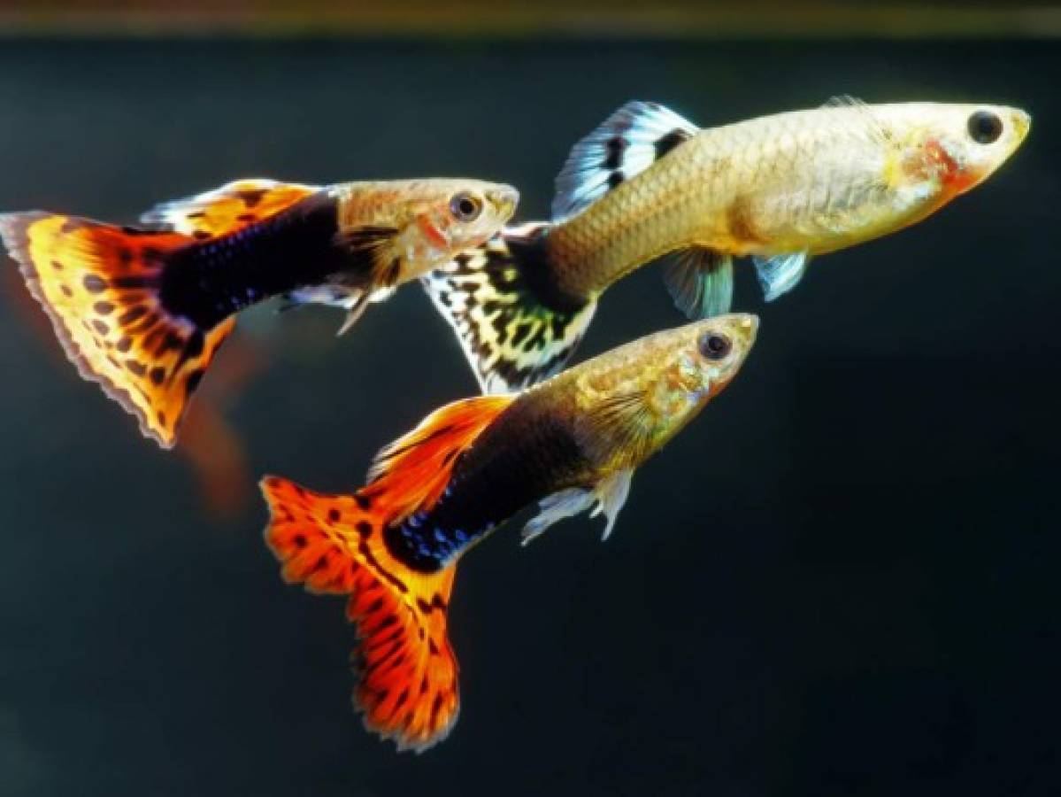 Los peces tienen personalidad, según estudio británico