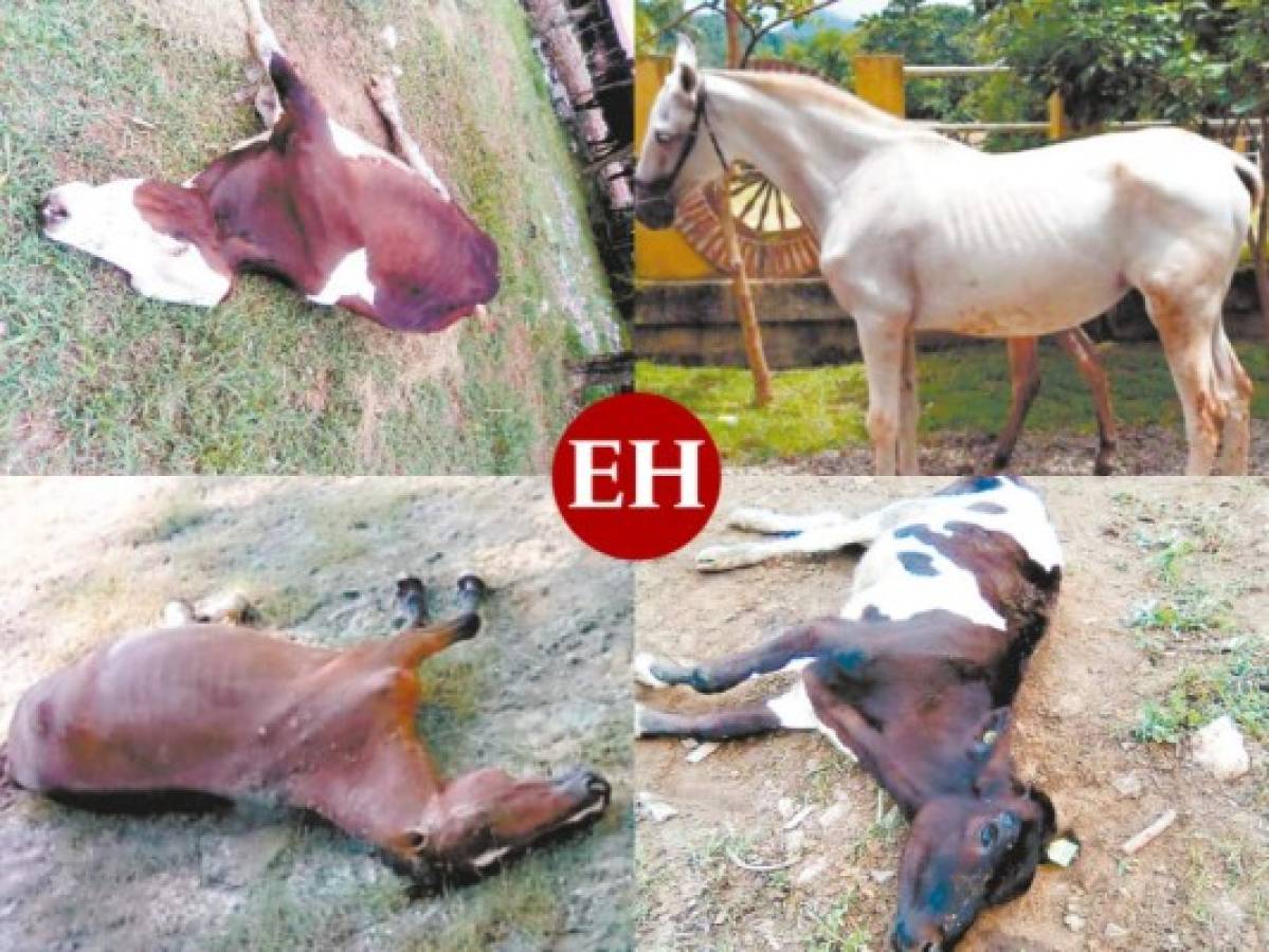 Nadie da razón por muerte de ganado en poder de OABI