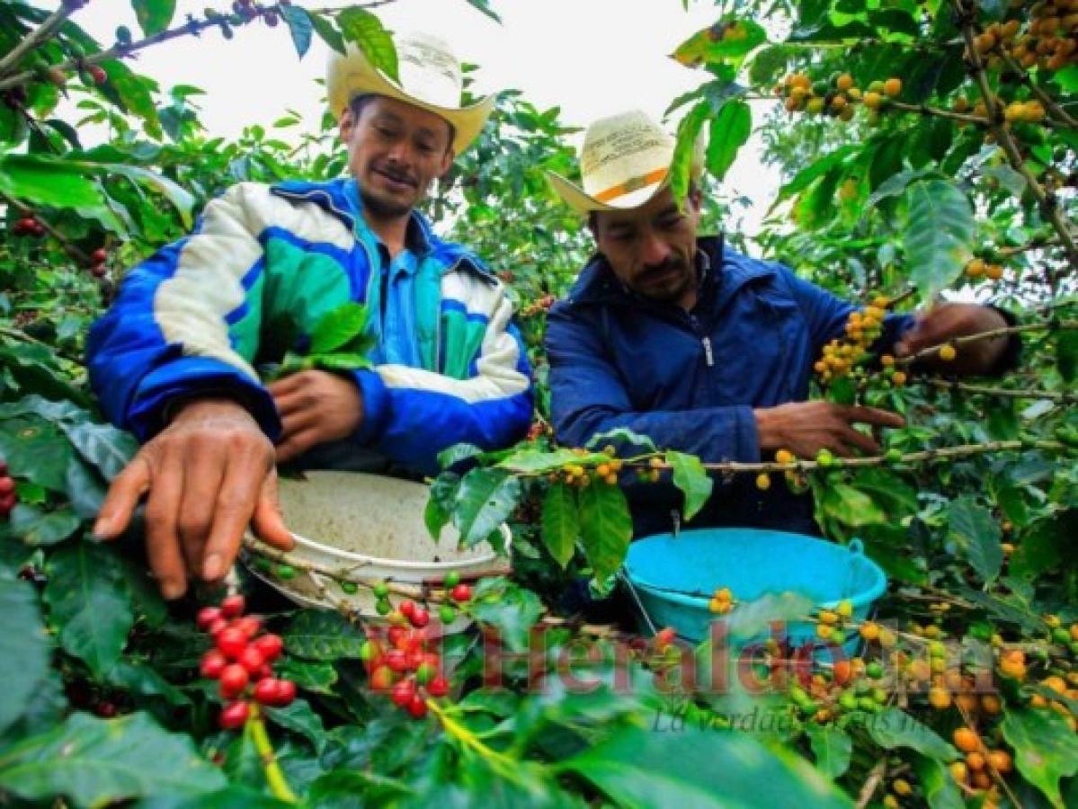 El café generará cerca de $1,200 millones a la economía hondureña