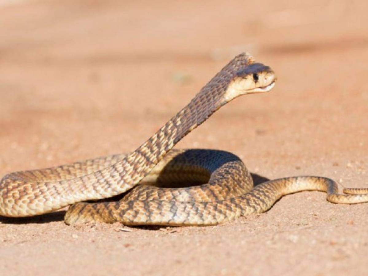 Viral: Dos cobras protagonizan un combate a muerte