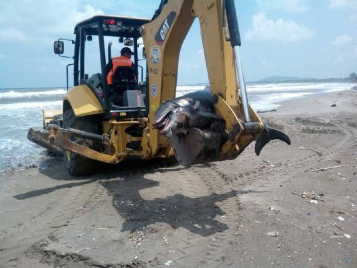 Encuentran muerto a un delfín en playa de Puerto Cortés