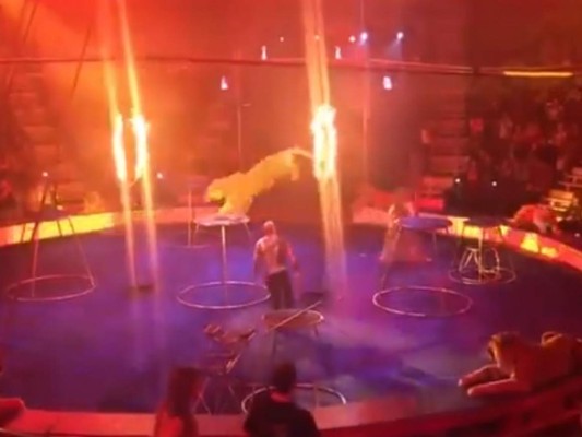 Tigre convulsiona tras ser obligado a realizar un espectáculo en un circo ruso