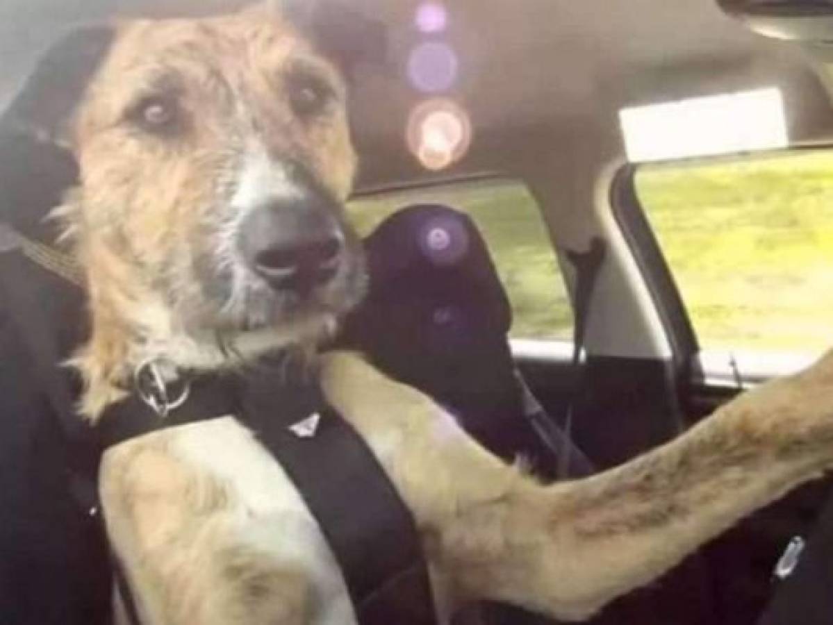Tras persecución policial, arrestan a hombre que dejó a su perro al volante