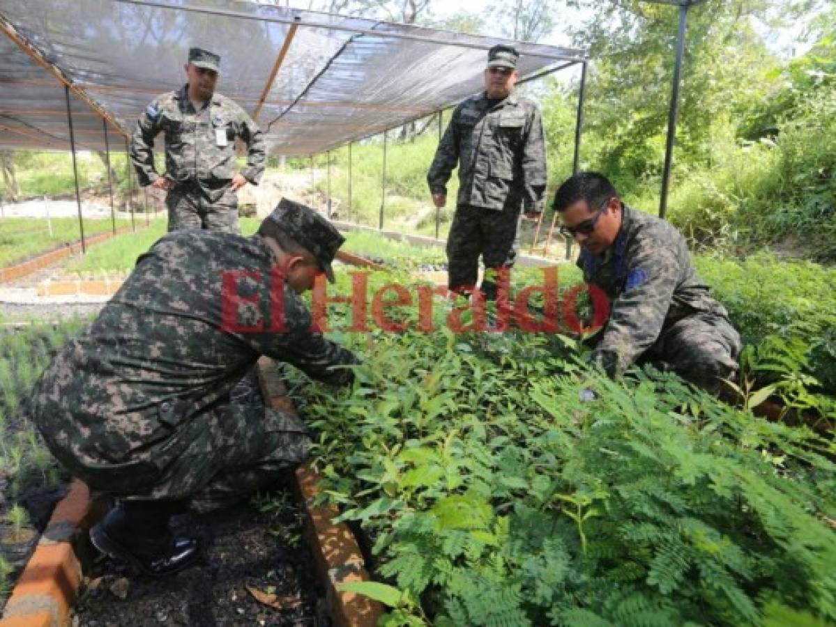 Realizarán masiva reforestación en los bosques de la capital de Honduras