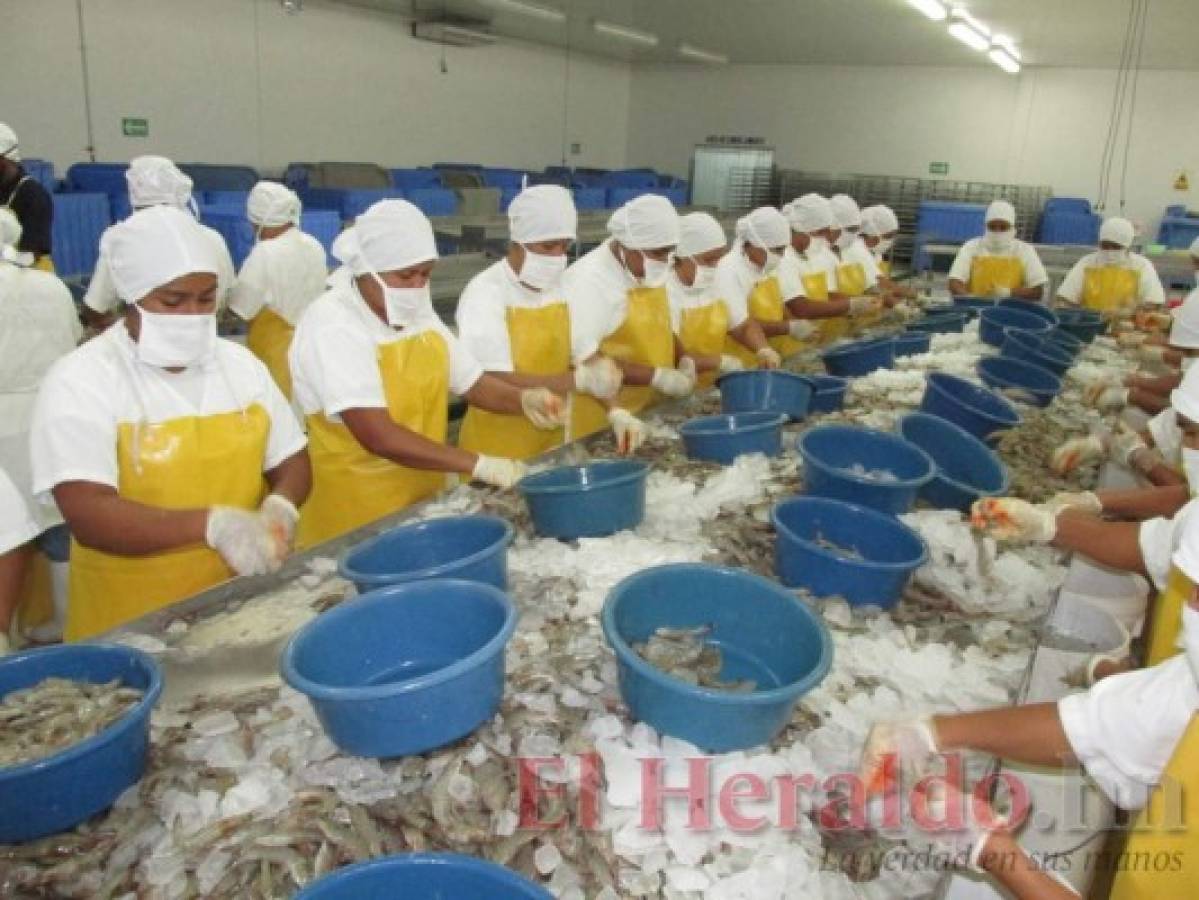 La exportación de camarón aumenta 6 millones de dólares