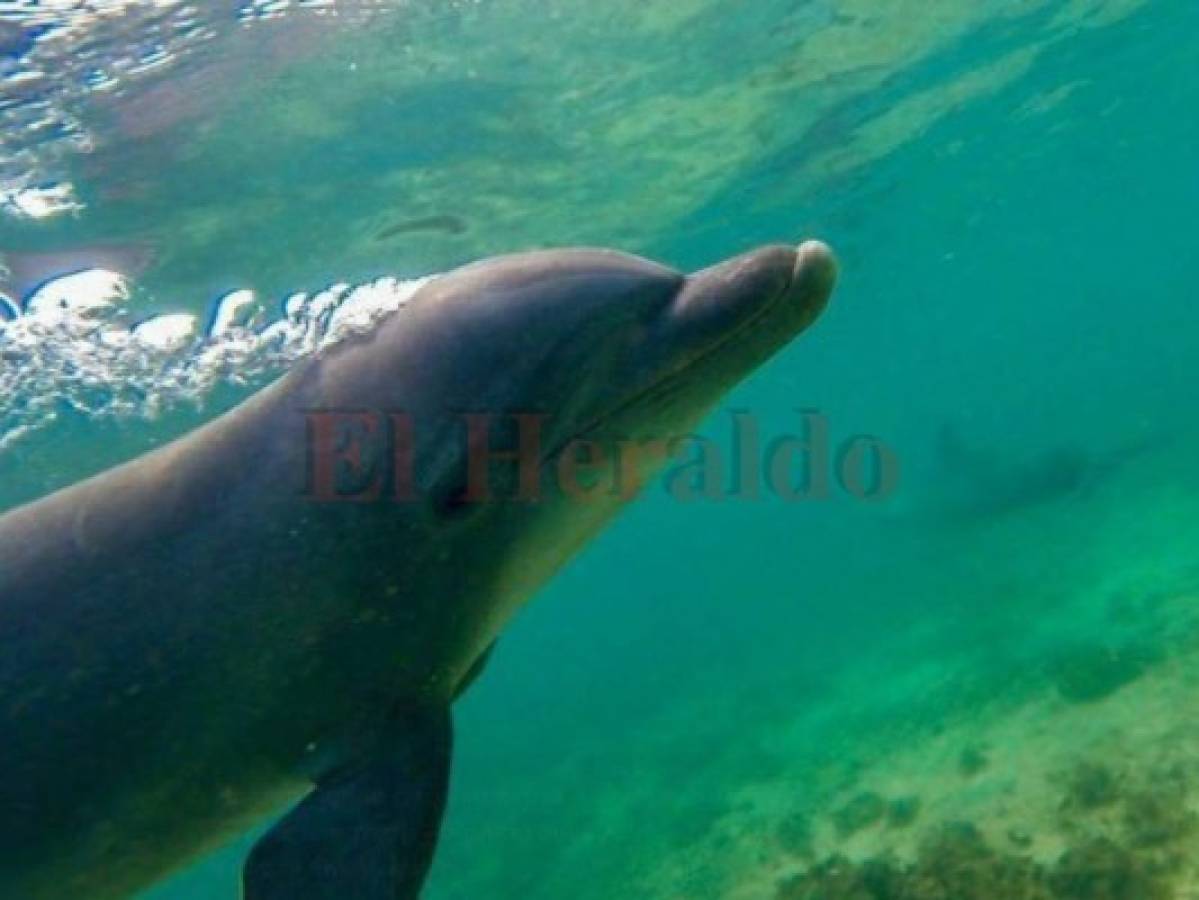 Vídeo: Rescatan un delfin varado en playa del sur de Honduras