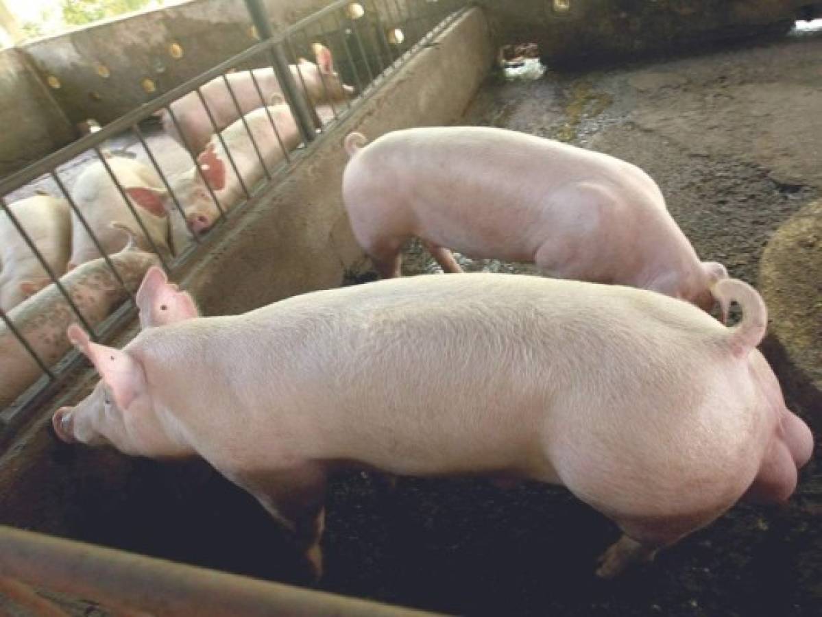 Estación de Comayagua provee cerdos de alta genética a locales y extranjeros  