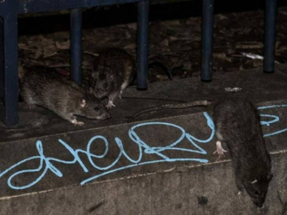 Funcionario lanza guerra contra las ratas en París