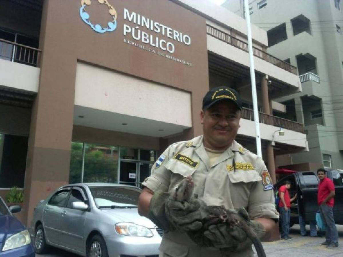 Rescatan guazalo en las oficinas del Ministerio Público