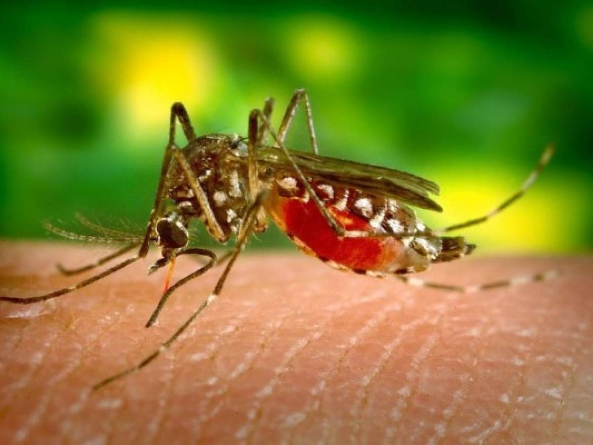 Honduras: Niño de cuatro años es la primera víctima de dengue en el Distrito Central  