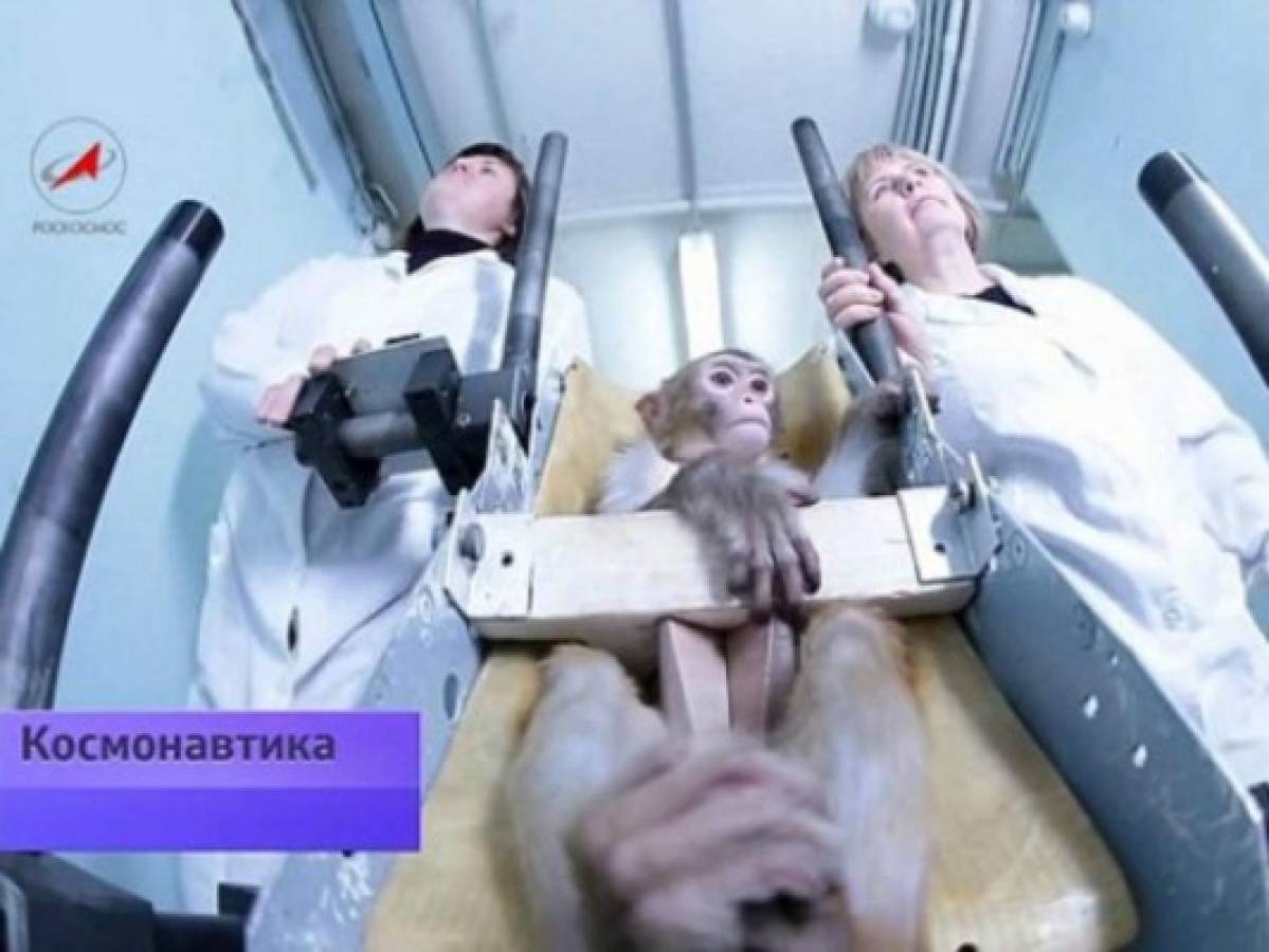 Rusia entrena monos para enviarlos a Marte en 2017