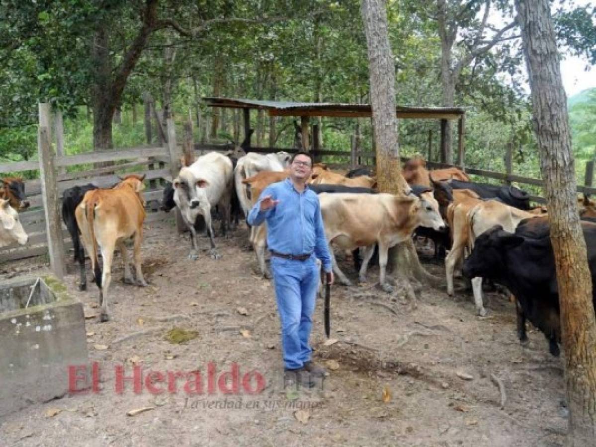 Marlon Escoto logró estudiar gracias a becas que gestionó desde que estaba finalizando la secundaria. Actualmente es dueño de tres propiedades, en una de ellas tienen 50 cabezas de ganado. Afirma que prefiere la siembra. Foto: Marvin Salgado/ EL HERALDO.