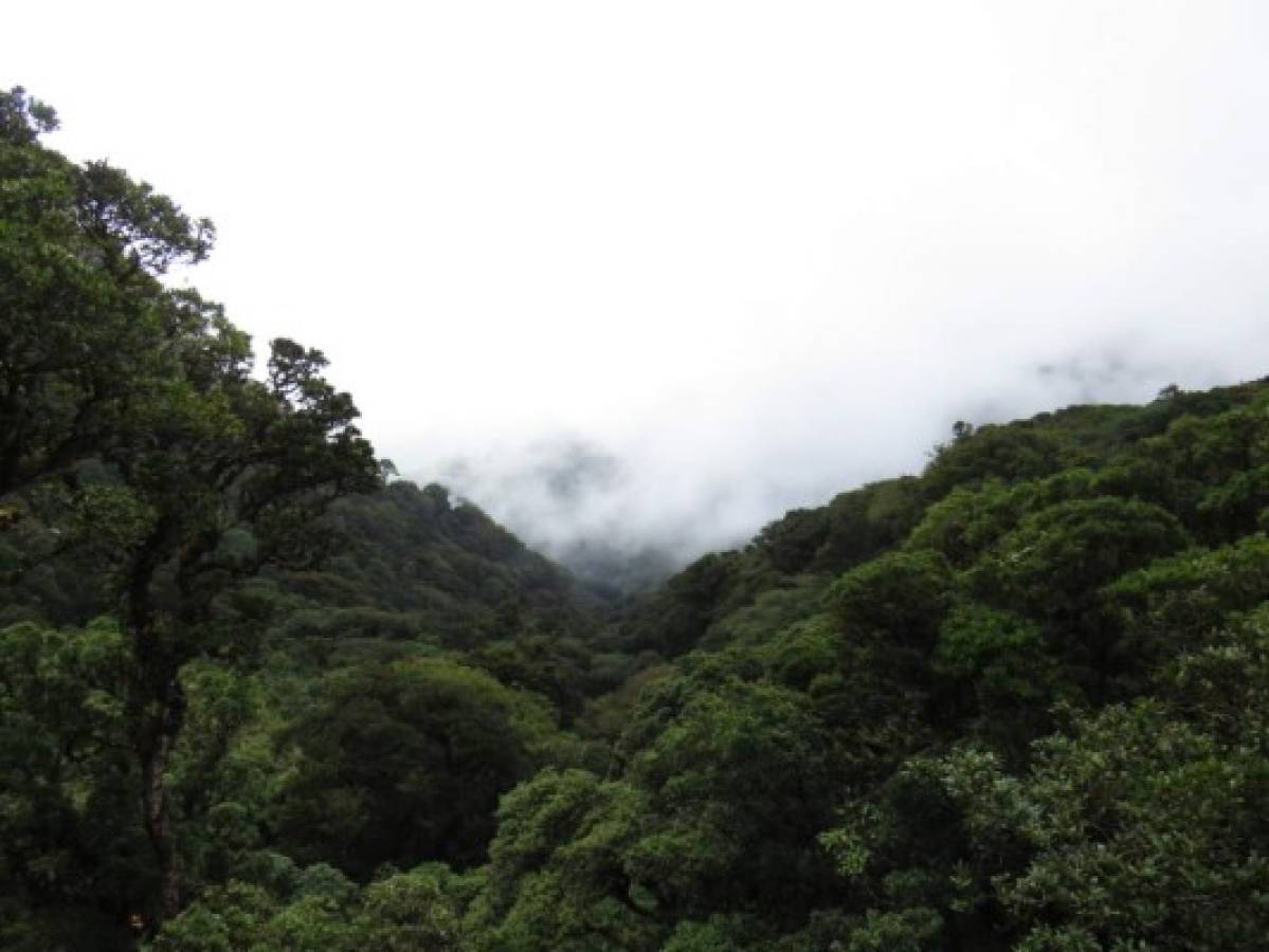 Los senderos están diseñados para que los visitantes estén junto a la naturaleza.