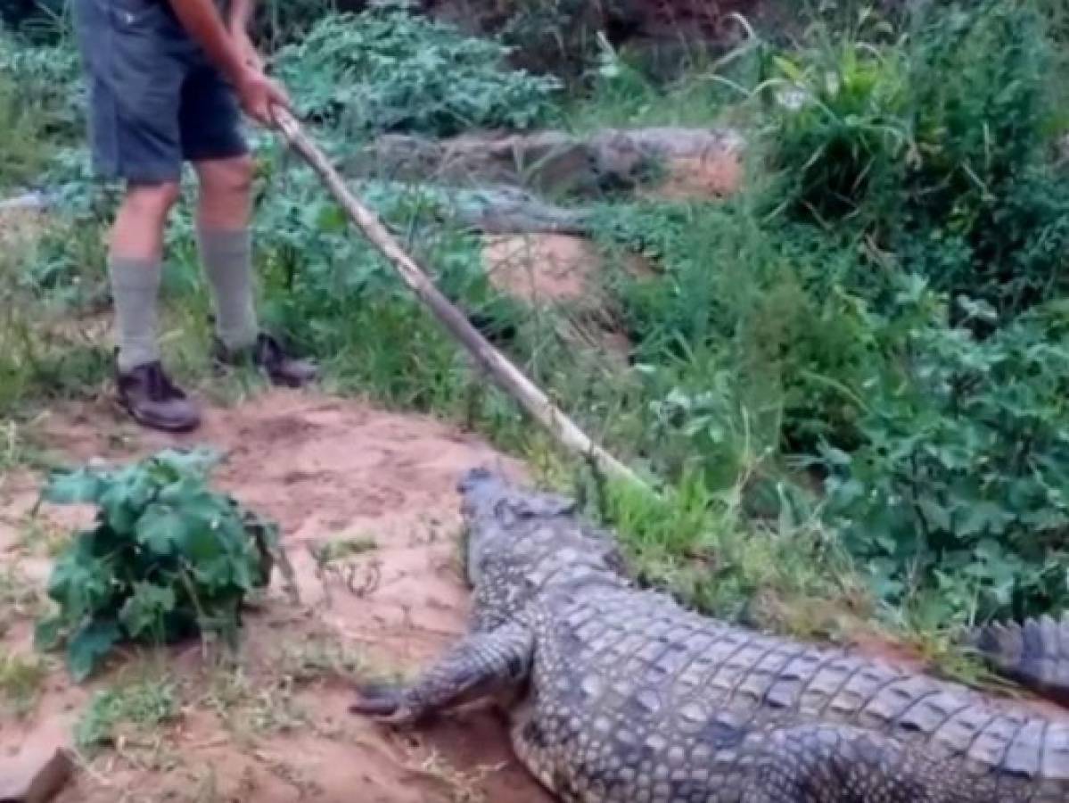 Viral: Hombre se enfrentó a un feroz cocodrilo con un bastón