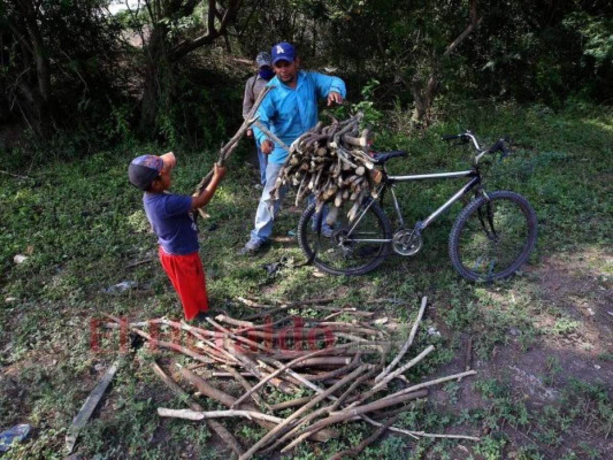 Alumnos en Honduras ahora trabajan con sus padres por falta de clases